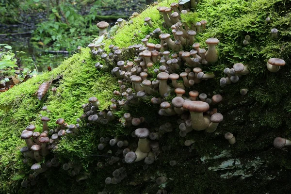 群的秋季蜜环菌 — 图库照片