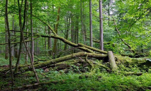 Vieux chêne brisé couché dans la forêt de printemps — Photo