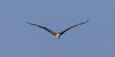 Gri balıkçıl mavi arka planda uçuyor, Podlaskie Voyvoda, Polonya, Avrupa