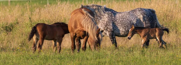 Mares Foals Betar Äng Podlaskie Voivodeship Polen Europa — Stockfoto