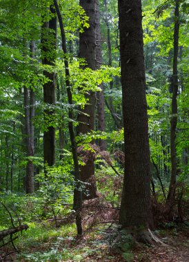 Bieszczady dağ bölgesinin doğal karma stand