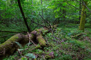 Dev kül ağaç yalan kırık
