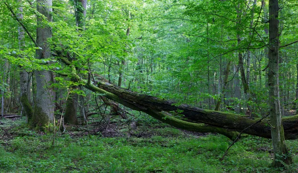 Viejo roble roto yaciendo en el bosque de primavera —  Fotos de Stock