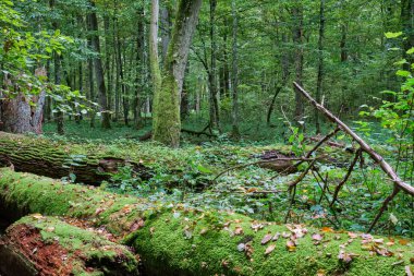 Önünde boynuzlu kirişler ve kırık ağaçlarla sonbahar yaprak döken ağaç standı, Bialowieza Ormanı, Polonya, Avrupa