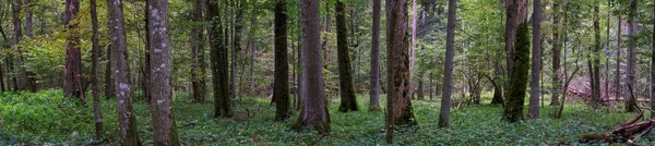 Природные Европейские Лиственные Осенние Лесные Панорамы Мертвыми Деревьями Беловежская Пуща — стоковое фото
