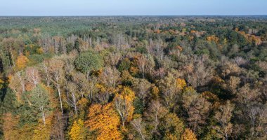 Hajnowka hava görüşü, Podlaskie Voyvodeship, Polonya ve Avrupa 'nın doğusunda yer alan Bialowieza Ormanı' nın Polonya kısmı