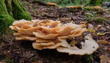 Polyporus borealis (Climacocystis borealis) sonbaharda, Bialowieza Ormanı, Polonya, Avrupa