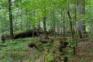 Meşe ağacı ve kırık boynuz kirişi yosunların yanında, Bialowieza Ormanı, Polonya, Avrupa