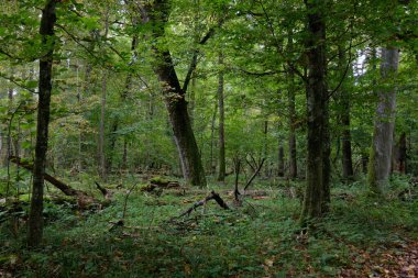Meşe ağacı ve kırık boynuz kirişi yosunların yanında, Bialowieza Ormanı, Polonya, Avrupa