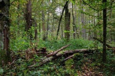 Boynuz kirişleri ve kırık ağacı olan güz yapraklı ağaç standı, Bialowieza Ormanı, Polonya, Avrupa