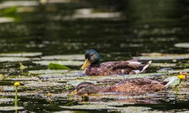 Mallard (Anas platyrhynchos) su, Bialowieza Ormanı, Polonya, Avrupa