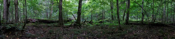 Natürliche Europäische Laubwälder Herbstpanorama Mit Abgestorbenem Baum Liegend Bialowieza Forest Stockbild