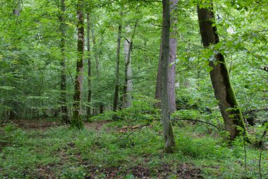 Meşe ağacı ve kırık boynuz kirişi yosunların yanında, Bialowieza Ormanı, Polonya, Avrupa