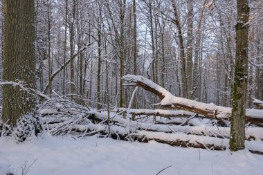 Karlı yaprak döken kış manzarası kar yağışı, Bialowieza Ormanı, Polonya, Avrupa
