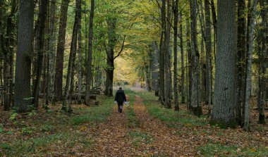 Bilim adamı elinde insansız hava aracı, Bialowieza Ormanı, Polonya ve Avrupa 'da sonbahar ormanlarına giriyor.