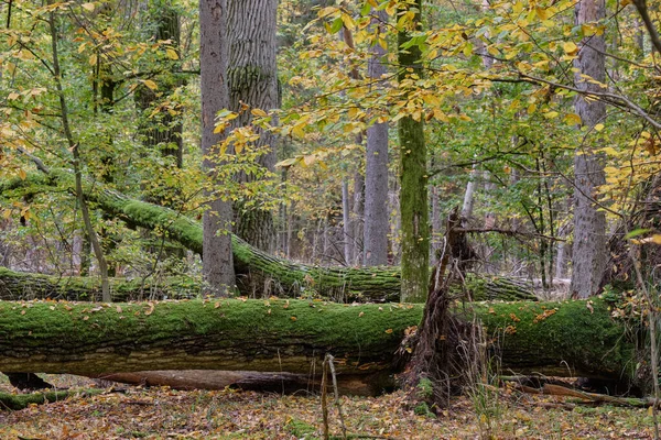Estante Árvore Caduca Outonal Com Chifres Musgo Árvore Quebrado Embrulhado — Fotografia de Stock