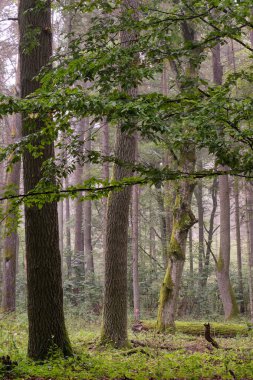 Yazın meşe ve boynuz kirişli döküntü standı, Bialowieza Ormanı, Polonya, Avrupa
