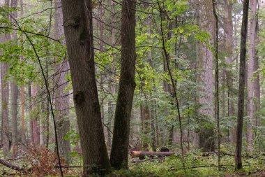 Yazın meşe ve boynuz kirişli döküntü standı, Bialowieza Ormanı, Polonya, Avrupa