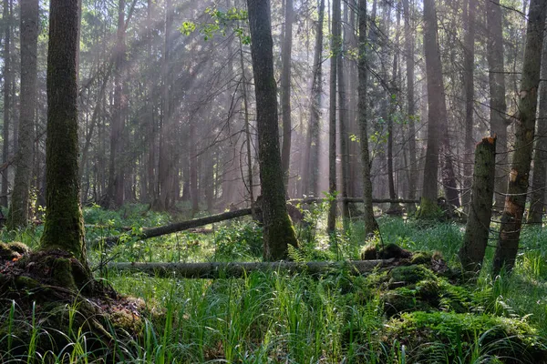 Sunbeam Entering Rich Deciduous Riparian Stand Misty Morning Just Rain — Stock Photo, Image