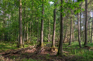 Bahar zamanı yaprak döken ağaçlar gün batımında meşe ve korna ışıklarıyla, Bialowieza Ormanı, Polonya, Avrupa