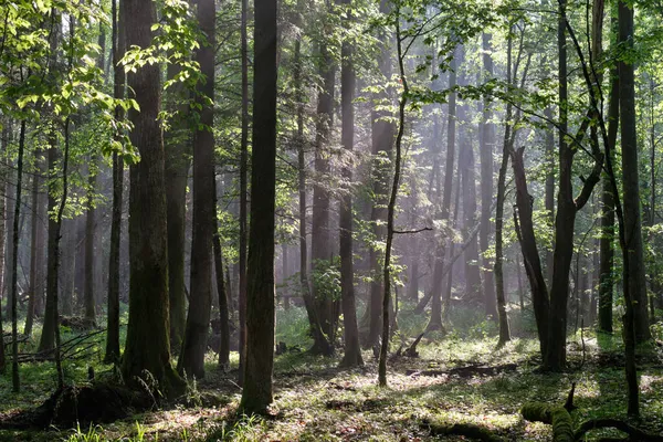 Raio Sol Entrando Rica Floresta Caduca Manhã Enevoada Com Chifres — Fotografia de Stock