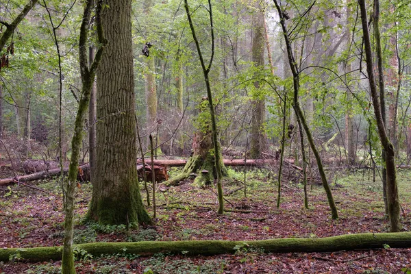 Estande Caduco Com Chifres Carvalho Verão Floresta Bialowieza Polônia Europa — Fotografia de Stock