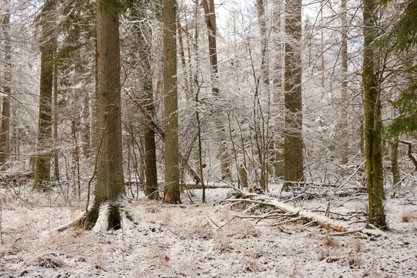 Зимний Пейзаж Снежного Лиственного Стенда Дубом Рогами Переднем Плане Беловежская — стоковое фото