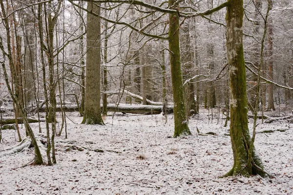 前景にオークとホーンビームの木 Bialowieza森林 ポーランド ヨーロッパと雪の落葉樹の冬の風景 — ストック写真