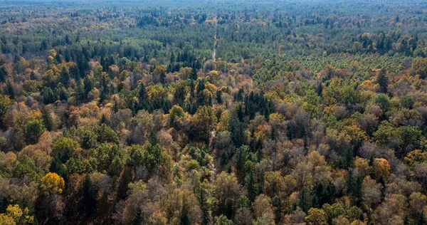 Parte Polacca Della Foresta Bialowieza Est Hajnowka Vista Aerea Sud — Foto Stock