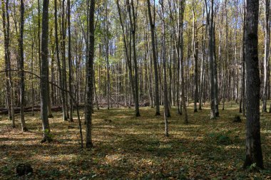 Esas olarak yaprak döken gürgen yaz günbatımı, Bialowieza orman, Polonya, Europe adlı standı