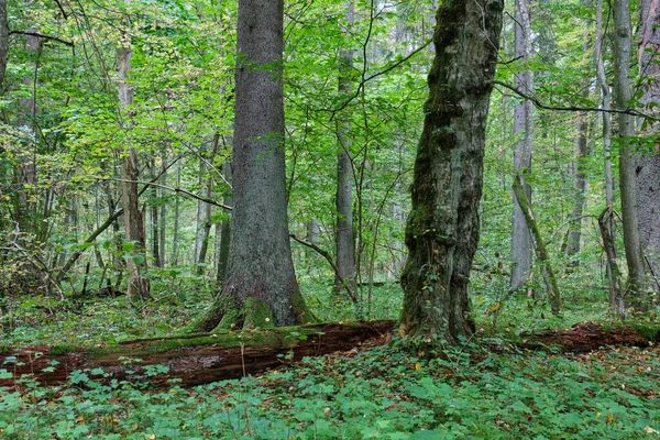 Spruce tree and broken hornbeam lying next to moss wrapped, Bialowieza Forest, Poland, Europe