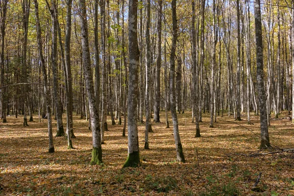 Głównie Liściastych Grab Stanąć Lato Zachód Słońca Puszcza Białowieska Polska — Zdjęcie stockowe