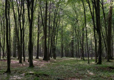 Bahar zamanı yaprak döken ağaçlar gün batımında meşe ve korna ışıklarıyla, Bialowieza Ormanı, Polonya, Avrupa