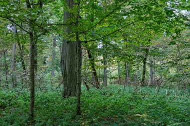 Boynuz kirişleri ve kırık ağacı olan güz yapraklı ağaç standı, Bialowieza Ormanı, Polonya, Avrupa