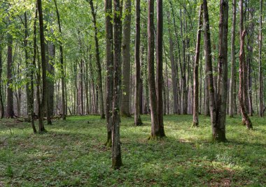 Bahar zamanı yaprak döken ağaçlar gün batımında meşe ve korna ışıklarıyla, Bialowieza Ormanı, Polonya, Avrupa