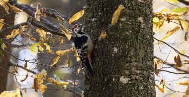 Beyaz sırtlı ağaçkakan (Dendrocopos leucotos) parlak arka plan, Bialowieza Ormanı, Polonya ve Avrupa 'ya karşı sonbaharda