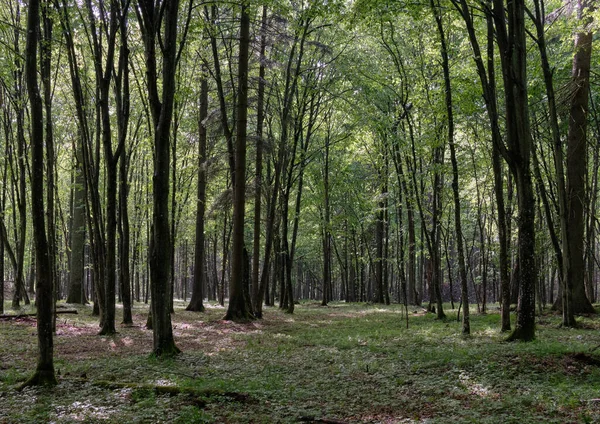 Bahar zamanı yaprak döken ağaçlar gün batımında meşe ve korna ışıklarıyla, Bialowieza Ormanı, Polonya, Avrupa