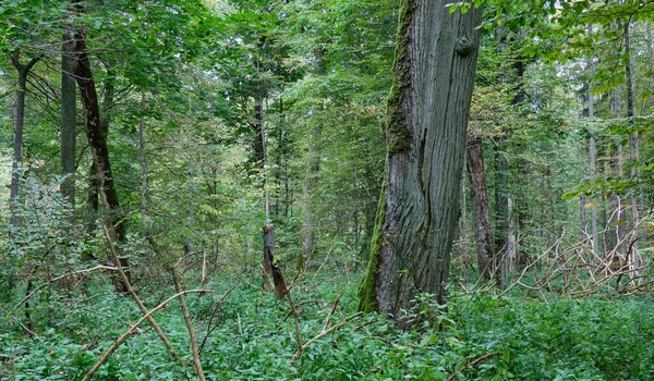 Őszi Lombhullató Faállvány Gyertyatartóval Törött Fával Bialowieza Erdő Lengyelország Európa — Stock Fotó