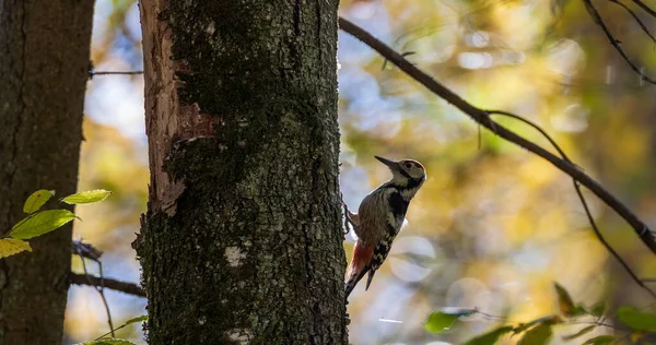 White Backed Woodpecker Dendrocopos Leucotos Fall Bright Background Bialowieza Forest — Stockfoto