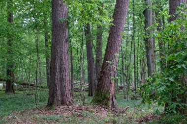 İlkbahar, Bialowieza Ormanı, Polonya ve Avrupa 'da boynuz kirişleri ve yaşlı çam ağaçlarıyla enkaz tezgahı
