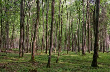 Bahar zamanı yaprak döken ağaçlar gün batımında meşe ve korna ışıklarıyla, Bialowieza Ormanı, Polonya, Avrupa
