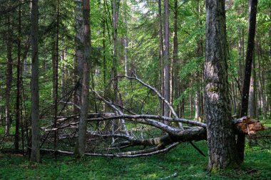 Bahar mevsimi yaprak döken ağaçlar, ön planda kirişler ve kırık huş ağaçları, Bialowieza Ormanı, Polonya, Avrupa
