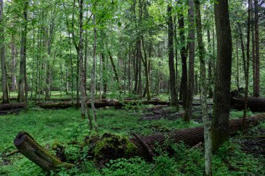 Eski meşe ve gürgen ağacı ile ilkbaharda eski doğal yaprak döken standı, Bialowieza Orman, Polonya, Avrupa