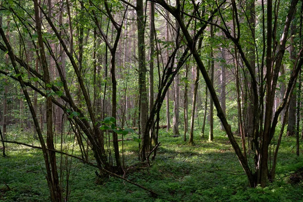 Vårlövträd Står Med Hornbjälkar Och Ekar Solnedgångsljus Bialowieza Forest Polen — Stockfoto