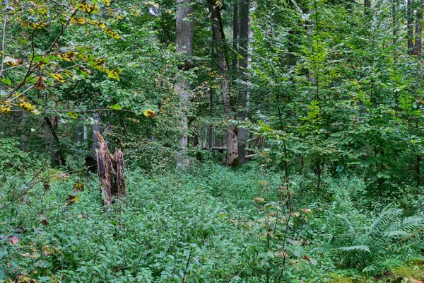 Cavalletto Albero Caduco Autunnale Con Carpini Albero Rotto Foresta Bialowieza — Foto Stock