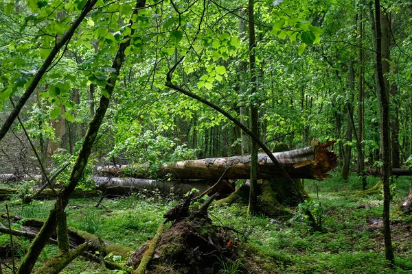 Antiguo Puesto Caducifolio Natural Con Viejo Árbol Carpe Roto Que —  Fotos de Stock