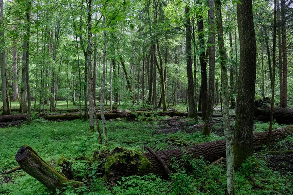 Old Natural Deciduous Stand Spring Old Oak Hornbeam Tree Bialowieza — Stock Photo, Image