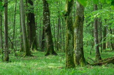 Bahar günbatımında korna ve kireçle yaprak döken tezgah, Bialowieza Ormanı, Polonya, Avrupa