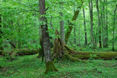 İlkbahar, Bialowieza Ormanı, Polonya ve Avrupa 'da korna ve ıhlamur ağaçlarıyla döküntüler duruşu