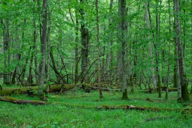Bahar günbatımında korna ve kireçle yaprak döken tezgah, Bialowieza Ormanı, Polonya, Avrupa